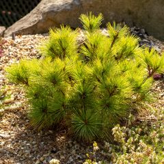 Pino de Weymouth Radiata - Pinus strobus