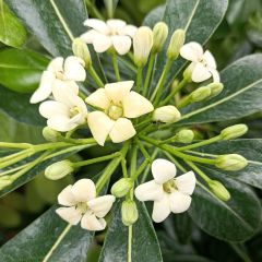 Pittosporum tobira - Azahar