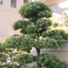 Podocarpus macrophyllus - Mañíos