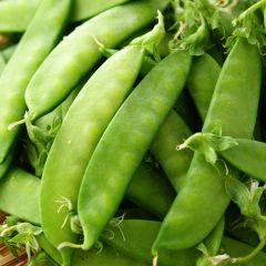 Guisantes verdes Norli Bio - Ferme de Sainte Marthe