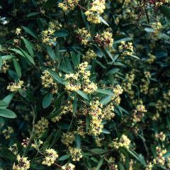 Drimys aromatica - Canelo