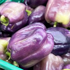 Pimiento Purple Bell