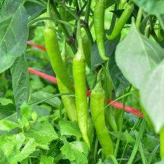 Pimiento Sweet Banana Jaune Clair