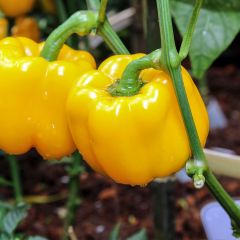 Pimiento Yellow California Wonder