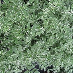 Polemonium reptans Touch of Class