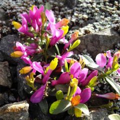 Polygala chamaebuxus Grandiflora