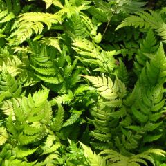 Polystichum rigens - Helecho