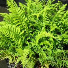 Polystichum setiferum Dahlem - Helecho peludo