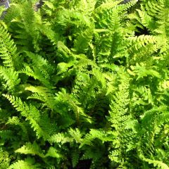Polystichum setiferum Proliferum - Helecho peludo
