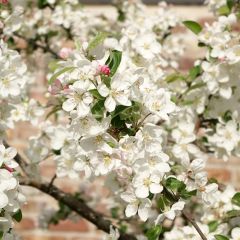 Manzano de flor Evereste