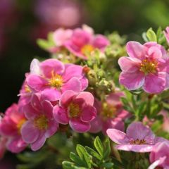 Potentilla fruticosa Pink Paradise