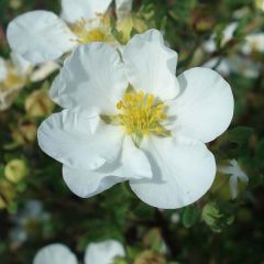 Potentilla fruticosa Abbotswood