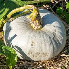 Calabaza Bleu De Hongrie Bio - Ferme de Sainte Marthe