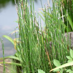 Equisetum hyemale - Cola de caballo de invierno
