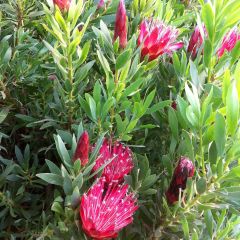 Protea Clark's Red