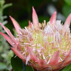 Protea cynaroides Little Prince - Protea rey