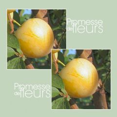 Ciruelo Golden Japan