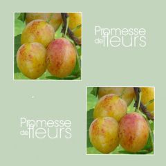 Ciruelo mirabel Mirabelle de Metz