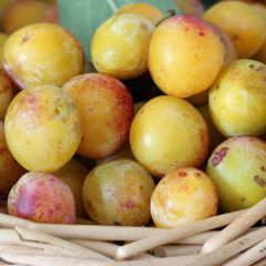 Ciruelo mirabel Mirabelle de Nancy