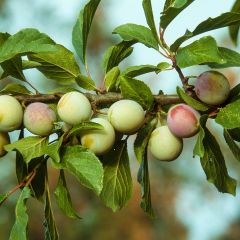 Ciruelo Reine Claude d'Oullins