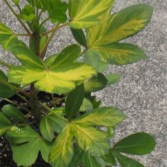 Pseudopanax Gecko Gold