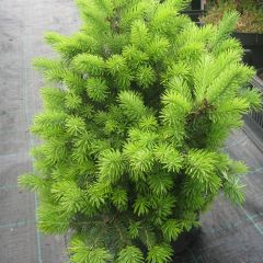 Pseudotsuga menziesii Nyrany - Pino de Oregón