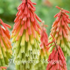 Kniphofia hirsuta Red Hot Poker Traffic Lights