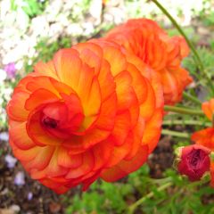 Ranunculus asiaticus Orange - Ranúnculo