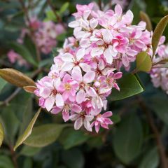 Rhaphiolepis indica Pink Cloud