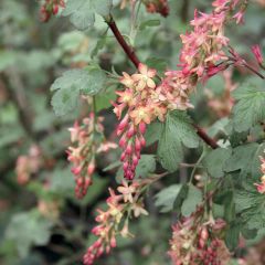 Ribes gordonianum - Grosella dorada