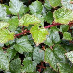 Rubus tricolor - Zarza
