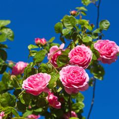 Rosal Constance Spry