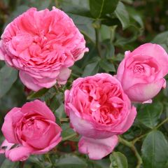 Rosal La Rose de Molinard