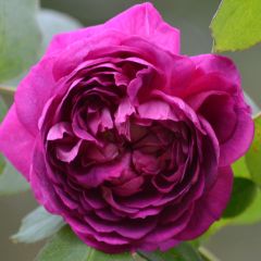 Rosal Reine des Violettes