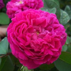 Rosal Rose de Rescht