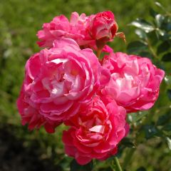 Rosal Charmant Korpeligo - Rosal tapizante