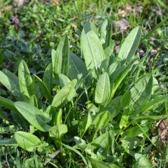 Acedera común - Rumex acetosa