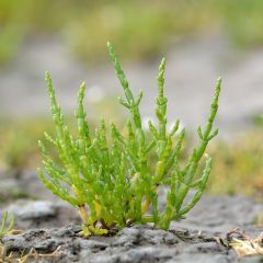 Salicornia - Salicornia europaea