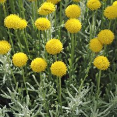 Santolina serratifolia