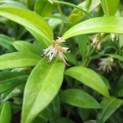 Sarcococca hookeriana var. humilis - Sarcococa