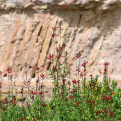 Salvia microphylla Royal Bumble - Salvia rosa