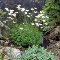 Saxifraga arendsii Adebar - Saxífraga