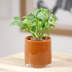 Cheflera - Schefflera arboricola