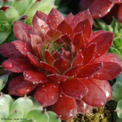 Sempervivum Chick Charms Cherry Berry