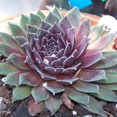 Sempervivum Pilatus