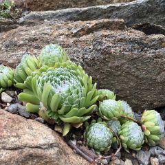 Sempervivum arachnoideum  de arañas