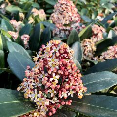 Skimmia japonica Rubella - Esquimia