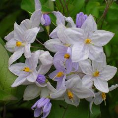 Solanum jasminoides Blue - Falso Jazmín