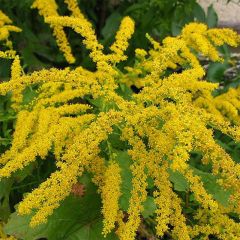 Solidago canadensis Gold King - Vara de oro