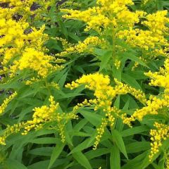 Solidago Strahlenkrone - Vara de oro